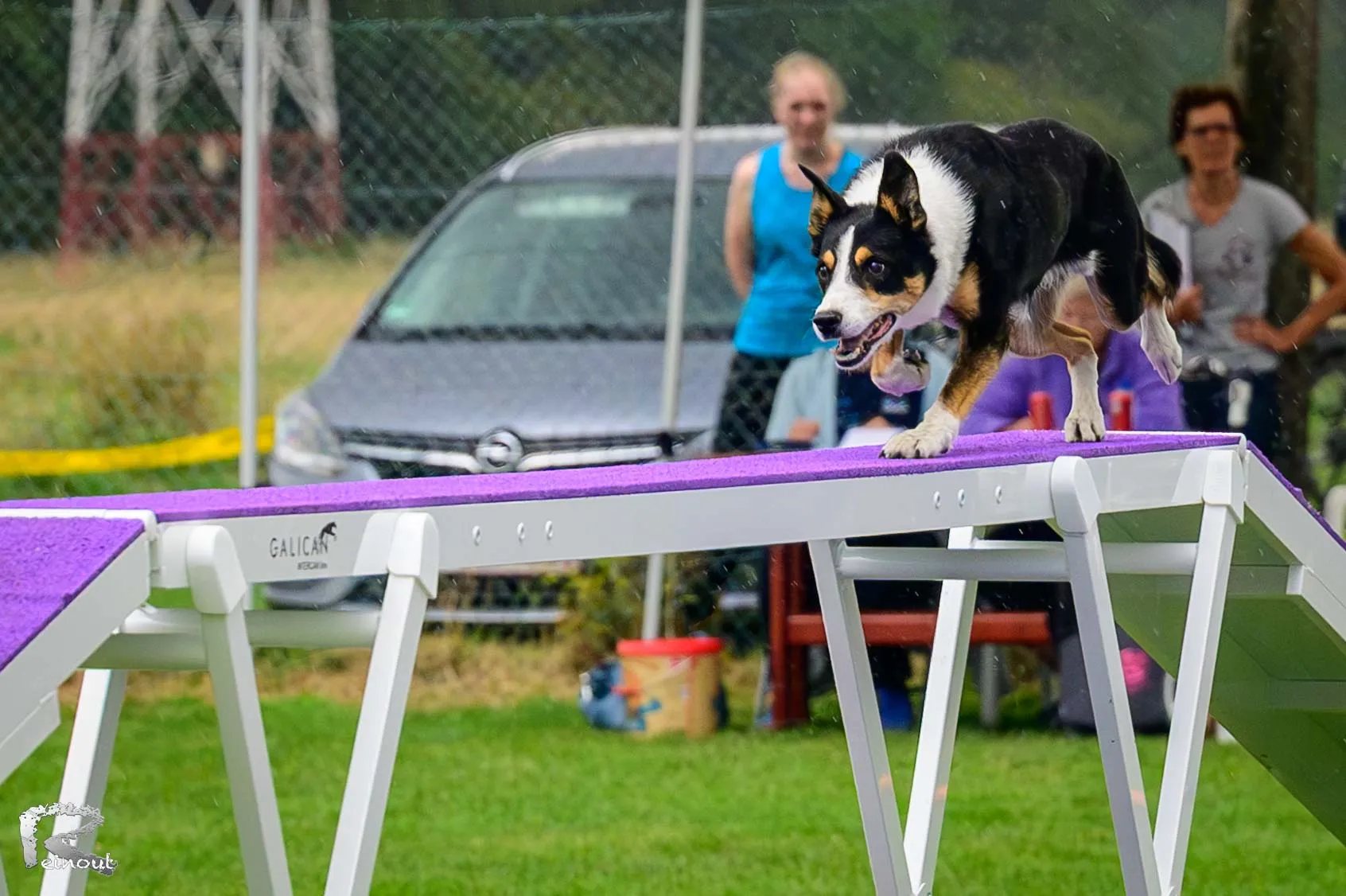 Een hond loopt over de loopplank tijdens een agilitytraining