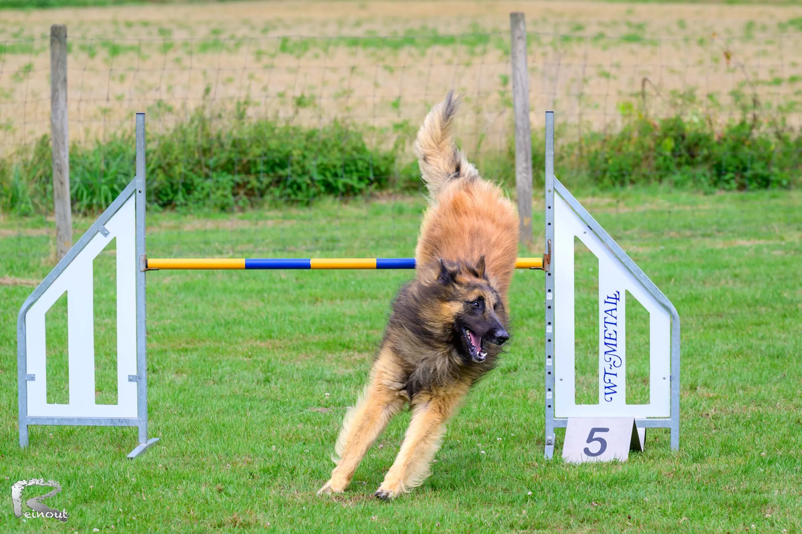 Een hond in volle vaart op het agilityparcours tijdens de wedstrijd