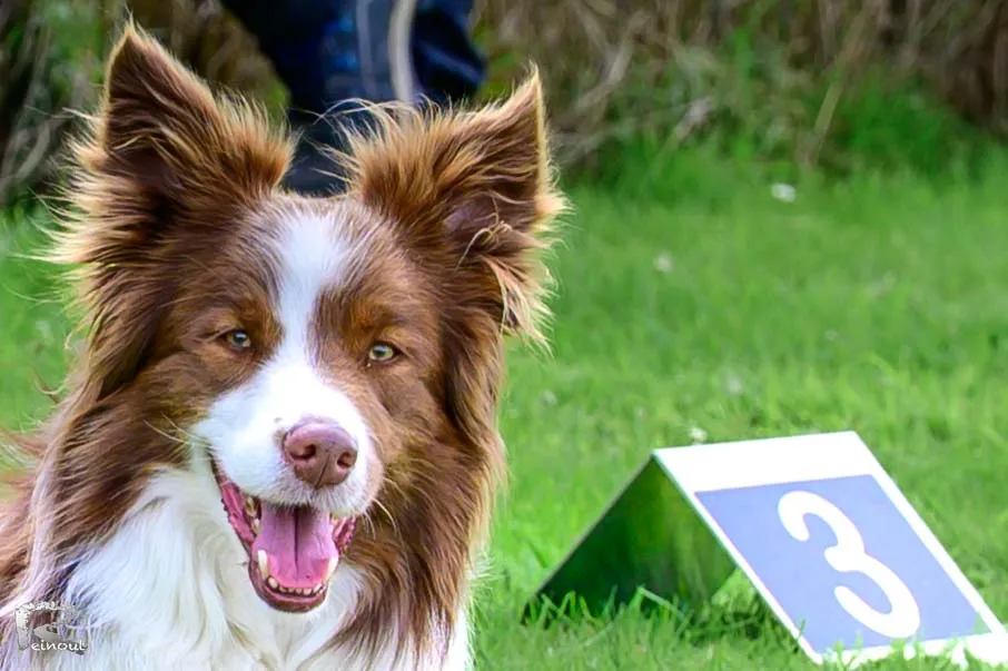 Een border collie met open mond naast een nummerbordje tijdens de wedstrijd