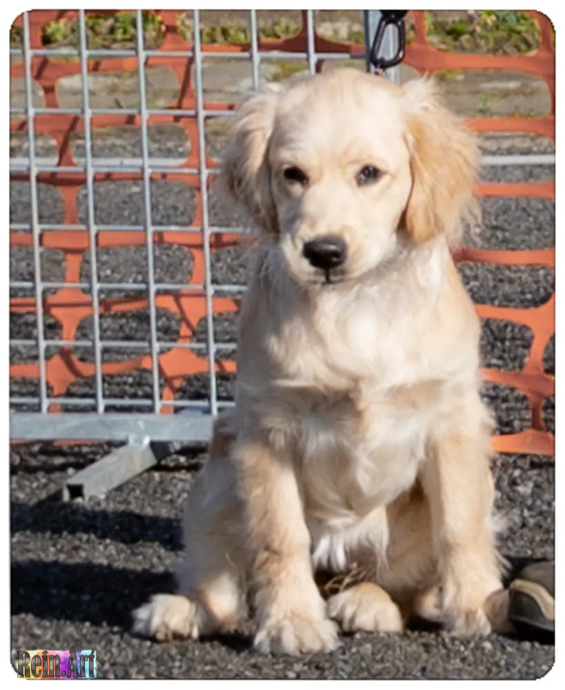 Een golden retriever-pup zit braaf op het oefenveld