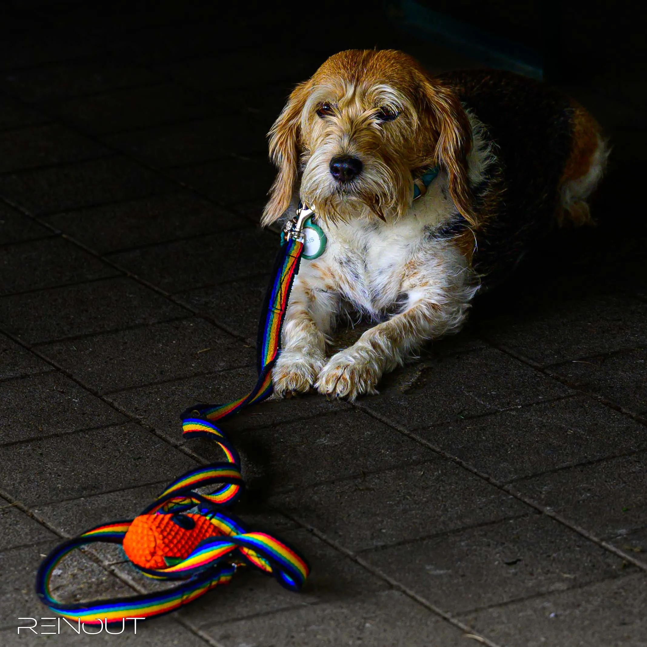 Een hond ligt uit te rusten met zijn speeltje naast zich